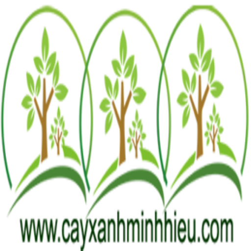 Cây Bàng Đài Loan